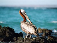 Brown Pelican