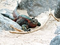 Marine Iguana