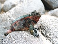 Marine Iguana