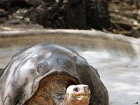 Giant Tortoise