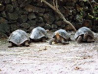 Giant Tortoise