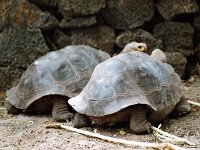 Giant Tortoise