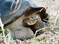 Giant Tortoise