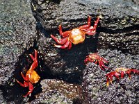 Sally Lightfoot Crab