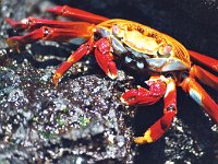 Sally Lightfoot Crab