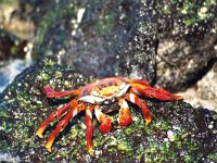 Sally Lightfoot Crab