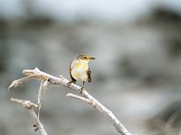 Yellow Warbler