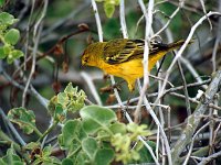 Yellow Warbler