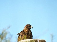 Galapagos Hawk