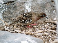 Galapagos Dove