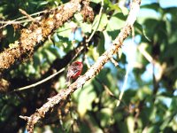 Vermilion Flycatcher