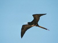 Great Frigatebird