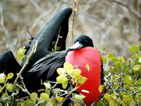 Great Frigatebird