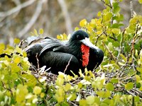 Great Frigatebird