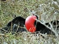 Great Frigatebird