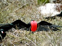 Great Frigatebird