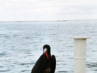 Great Frigatebird