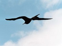 Great Frigatebird