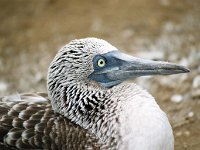 Blue Footed Booby