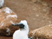 Blue Footed Booby