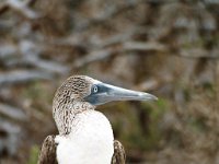 Blue Footed Booby