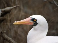 Masked Booby