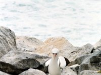 Masked Booby