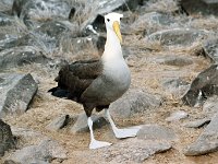 Waved Albatross