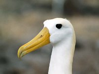 Waved Albatross