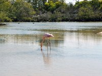 Greater Flamingo