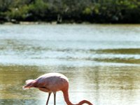 Greater Flamingo