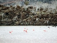 Greater Flamingo