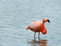 Greater Flamingo