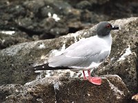 Swallow Tailed Gull