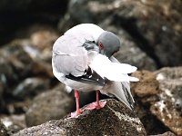 Swallow Tailed Gull