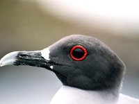 Swallow Tailed Gull