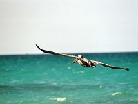 Brown Pelican