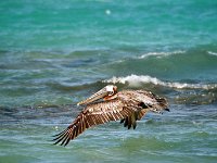 Brown Pelican