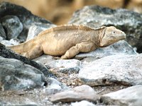 Land Iguana