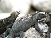 Marine Iguana