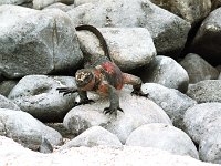 Marine Iguana