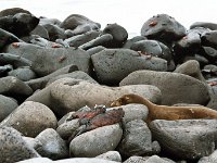 Marine Iguana