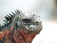 Marine Iguana