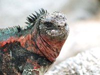 Marine Iguana