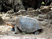 Giant Tortoise