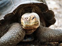 Giant Tortoise