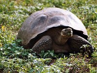 Giant Tortoise