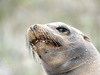 Sea Lion