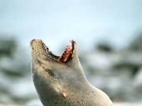 Sea Lion