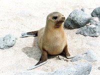 Sea Lion